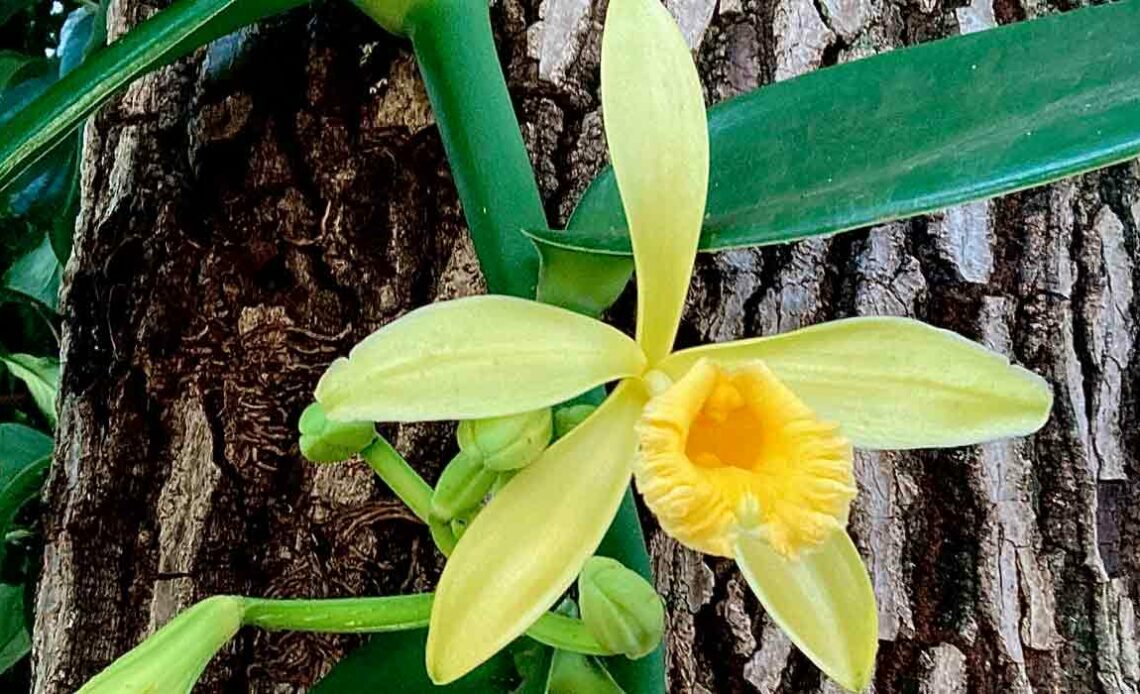 Baunilha em floração