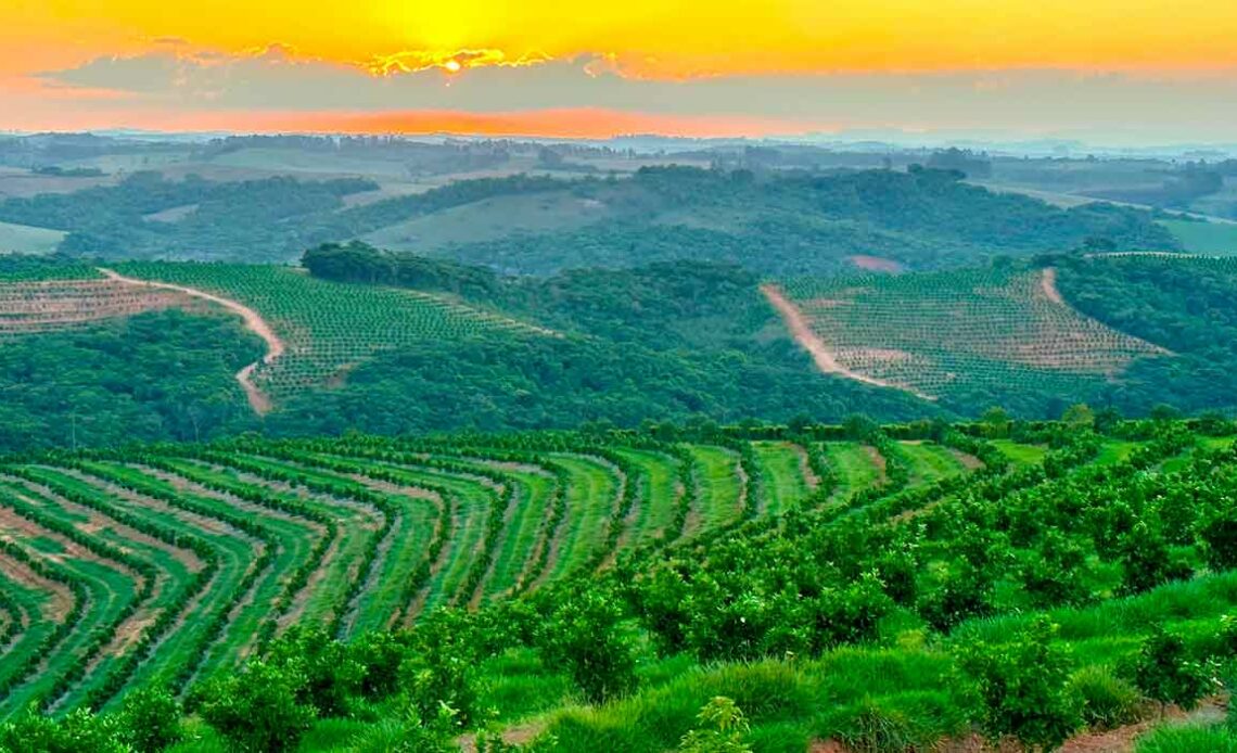 A citricultura de montanha de Minas Gerais - Foto: Antônio Carlos Simonetti/Simonetti Citrus