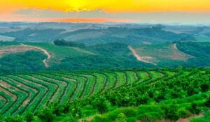 A citricultura de montanha de Minas Gerais - Foto: Antônio Carlos Simonetti/Simonetti Citrus