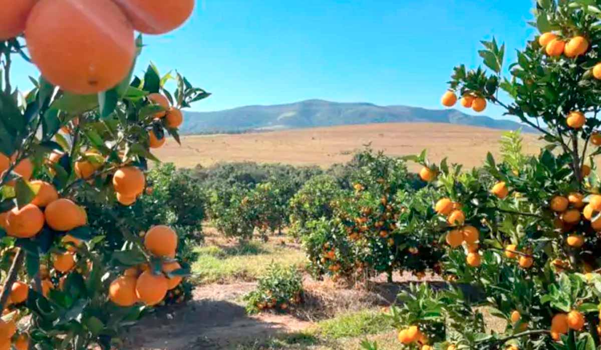 Pomar na região de montanha de Minas Gerais