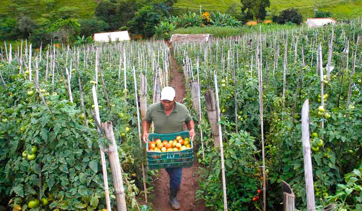 Lavoura de tomate em Paty do Alferes. O município é o maior produtor do RJ