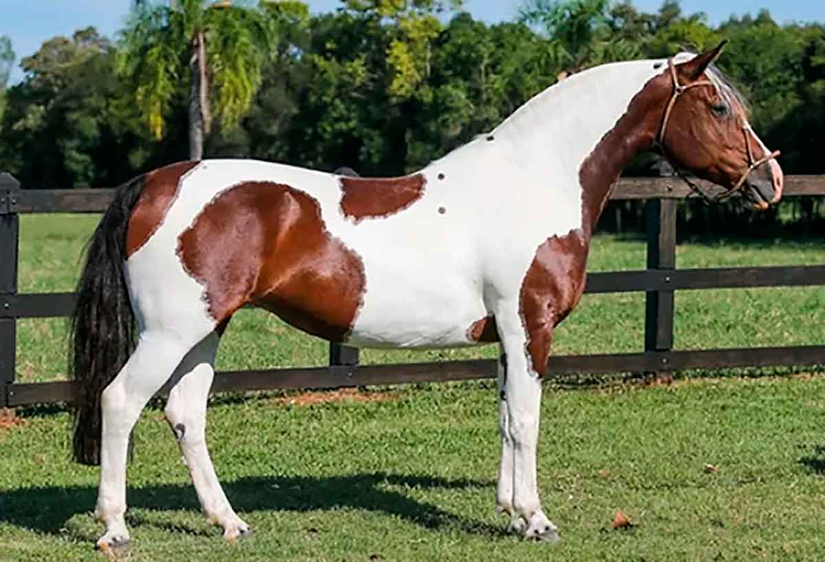 Cavalo crioulo com pelagem tobiana