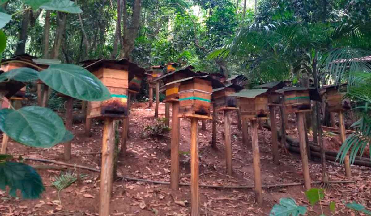 Meliponário na aldeia Tekoa Yvy Porã, na Terra Indígena Jaraguá - Foto: Laís Modelli/Mongabay