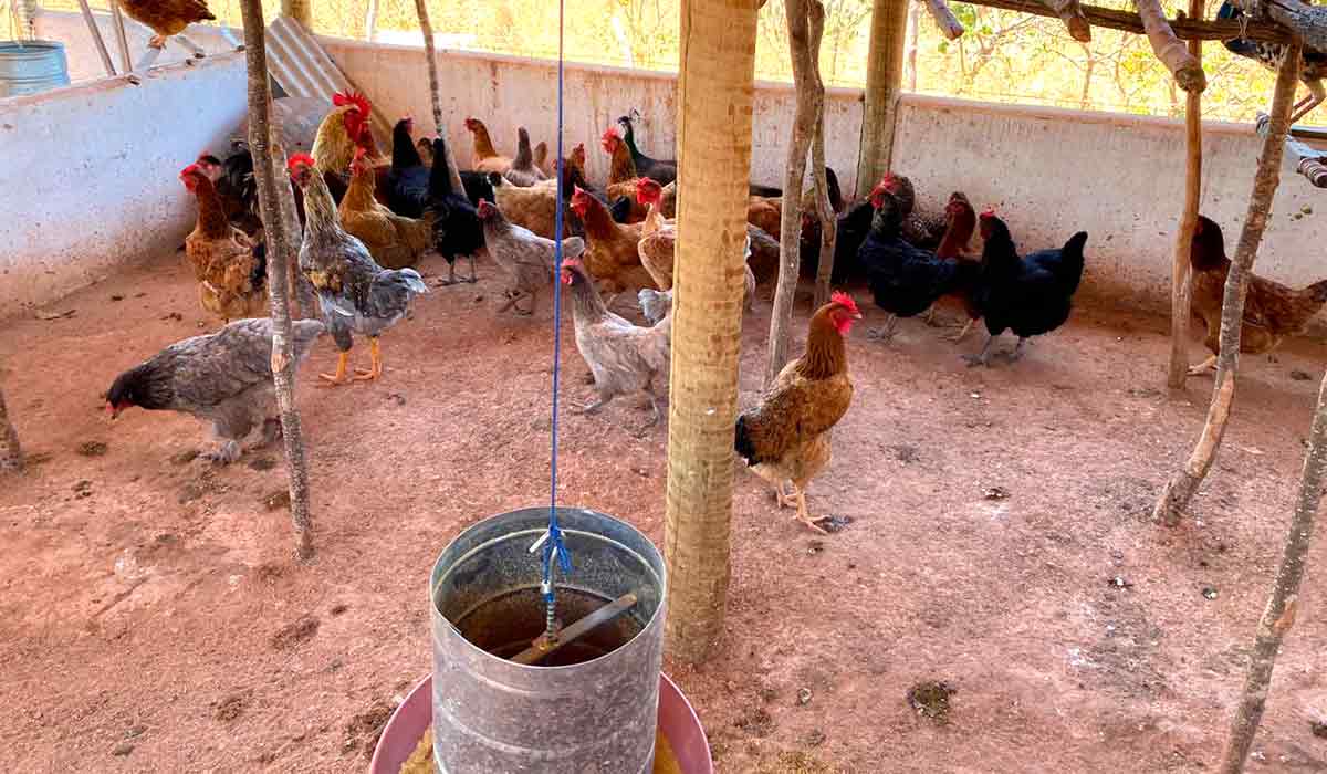 A galinha caipira se consolida como sistema produtivo estratégico para a agricultura familiar baiana