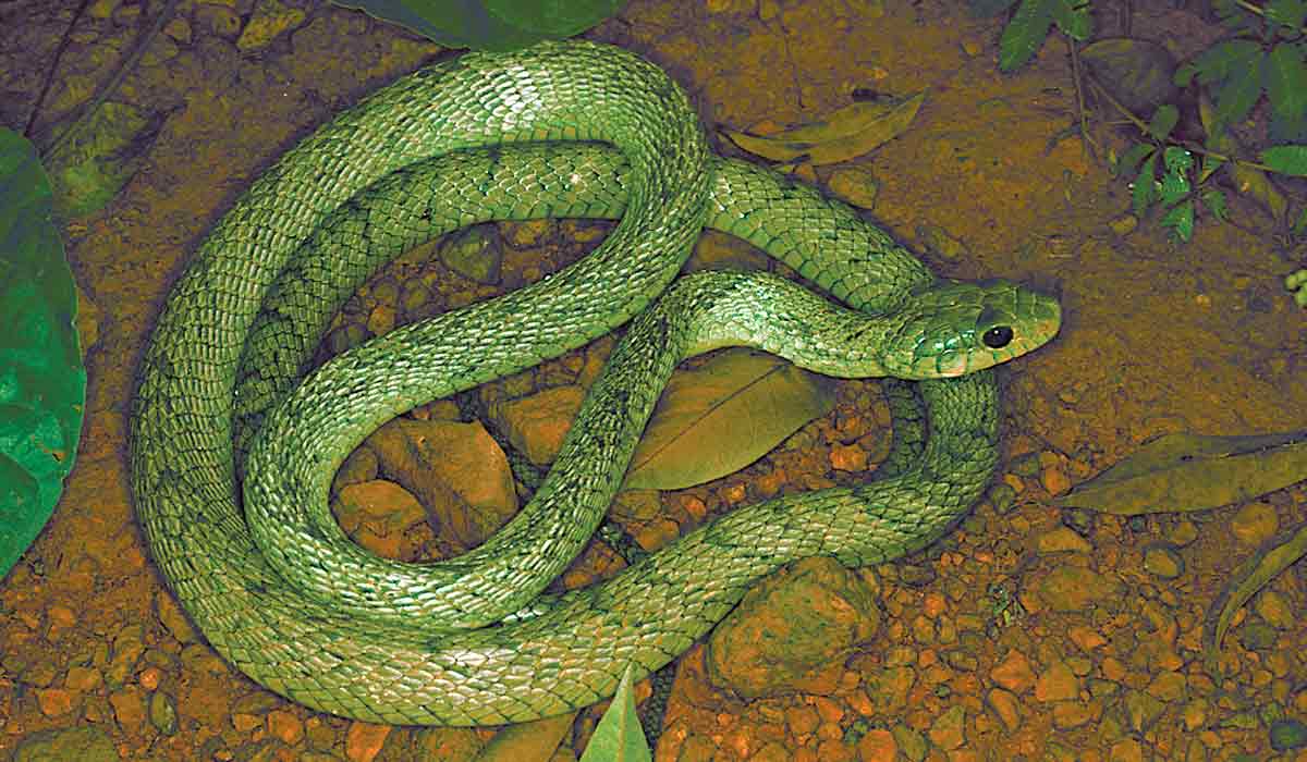 Caninana vermelha(Spilotes sulphureus) - Foto: Laurie Vitt/Sam Noble Museum