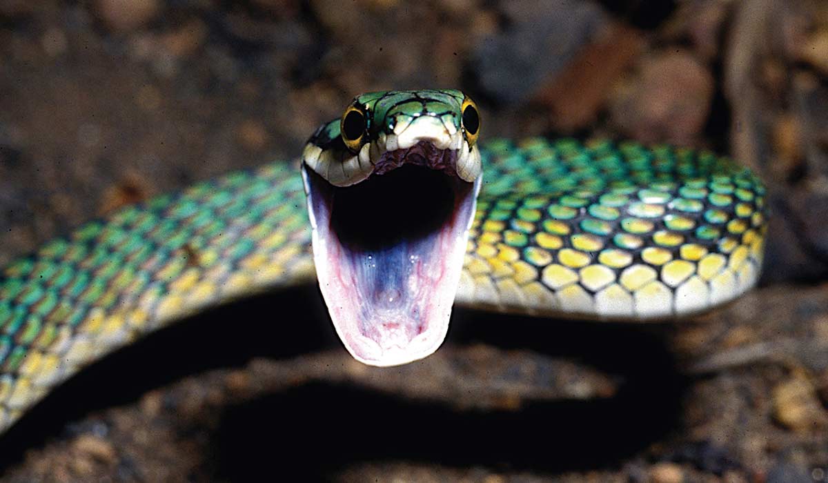 Azulão-boia (Leptophis ahaetulla) - Foto: Otavio Marques/Butantan