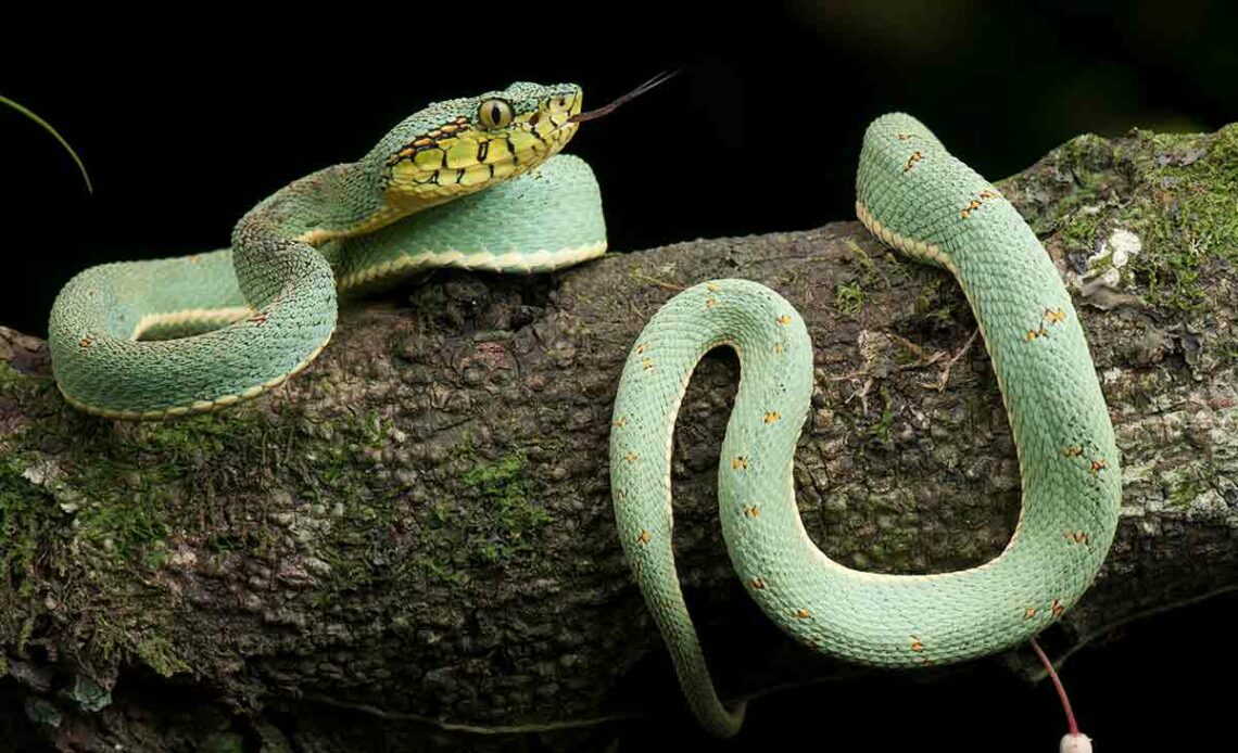 Jararaca verde (Bothrops bilineatus)