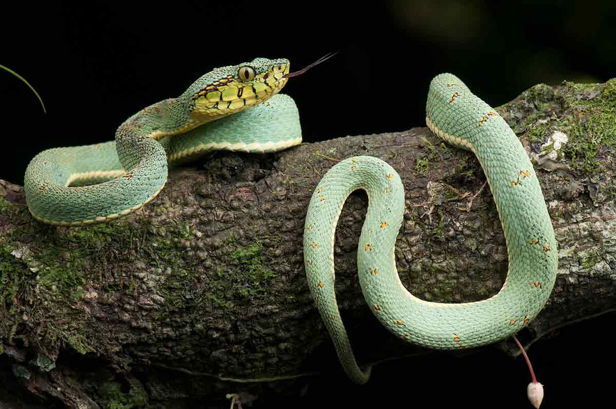 Jararaca verde (Bothrops bilineatus)