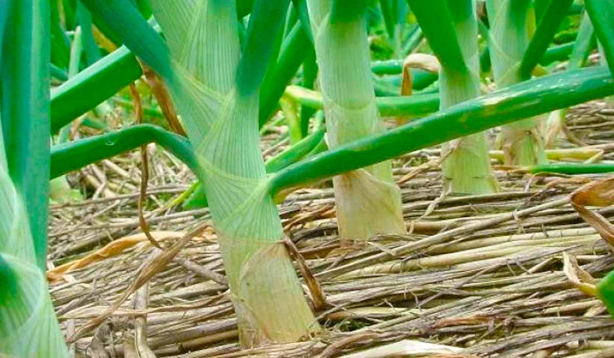 Sistema plantio direto de hortaliças - palhada protegendo e diminuindo a temperatura do solo