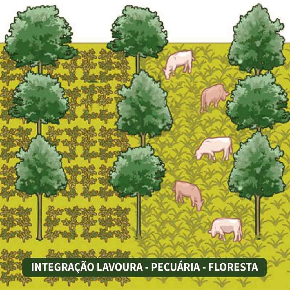 Integração lavoura pecuária floresta