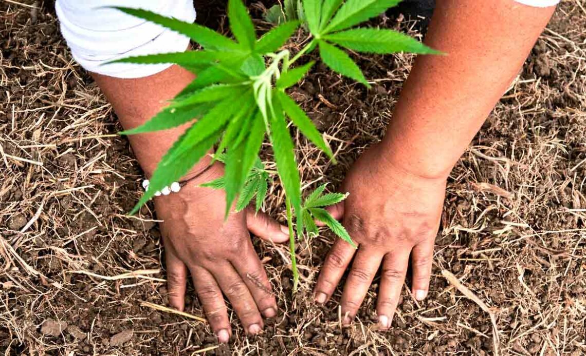 Fazendeiro plantando um pé de cannabis