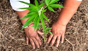 Fazendeiro plantando um pé de cannabis