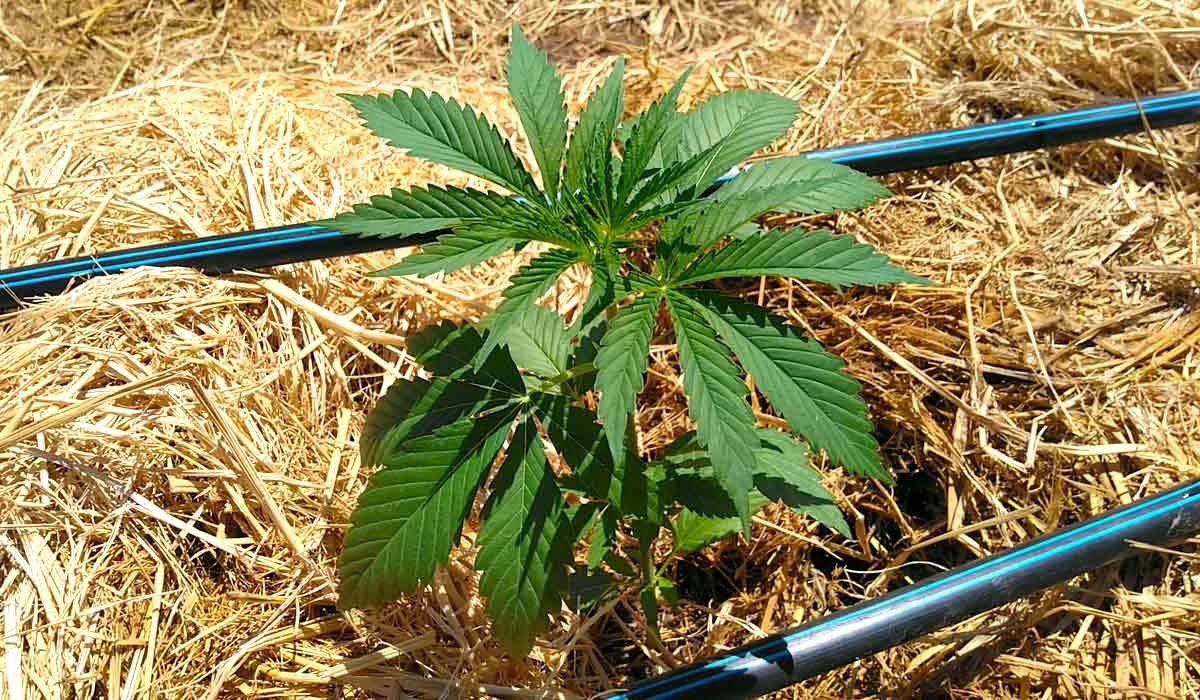 Produção de cannabis com irrigação por gotejamento e cobertura morta