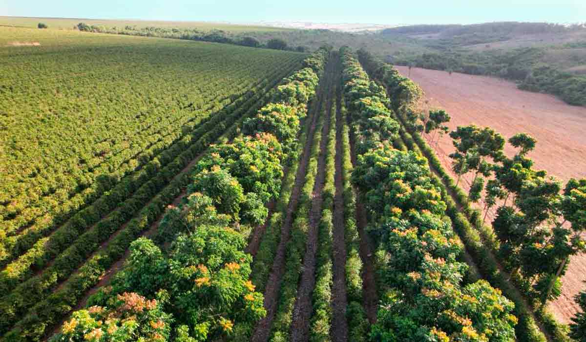 Cafezal do cerrado