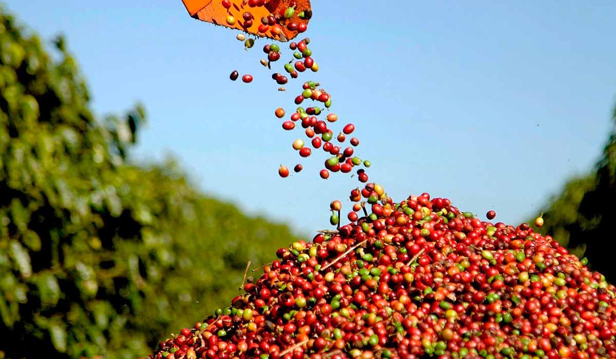 Café colhido