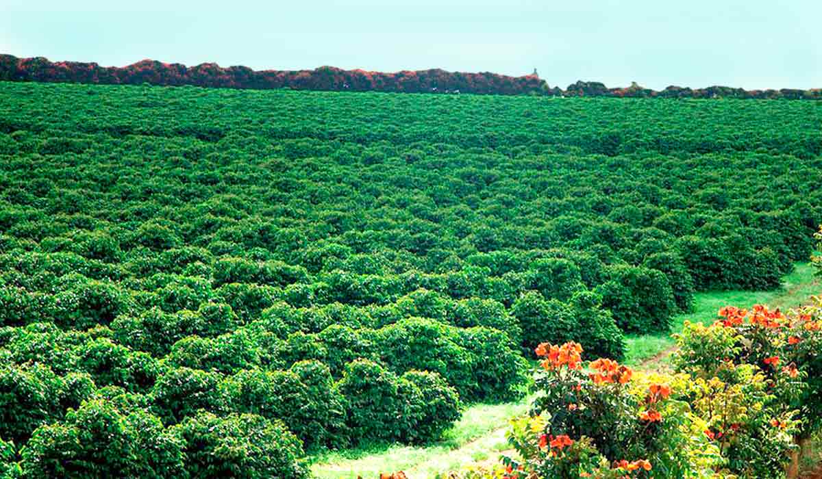 Fazenda de café no cerrado mineiro