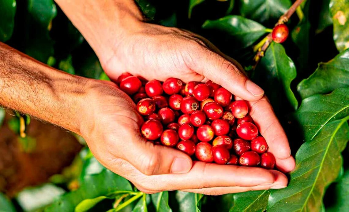 Cafeicultor com um punhado do café especial do cerrado nas mãos