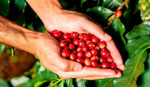 Cafeicultor com um punhado do café especial do cerrado nas mãos