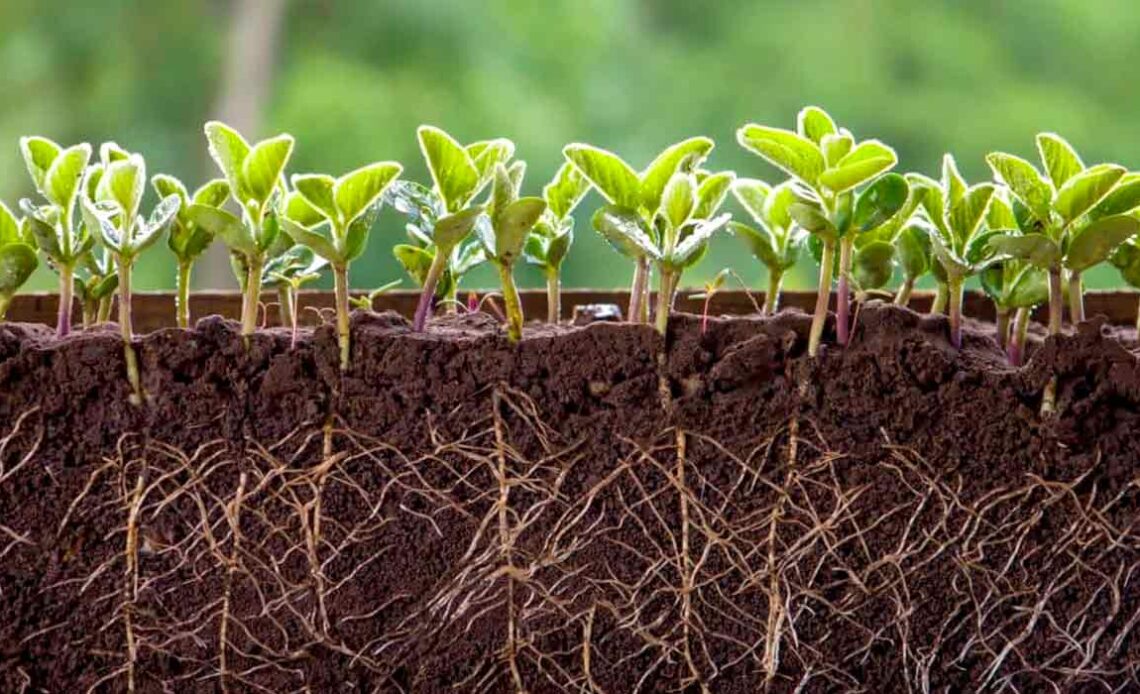 Um solo bem estruturado e com quantidade ideal de nutrientes e matéria orgânica é essencial para o bom desenvolvimento das plantas e para a boa produtividade agrícola