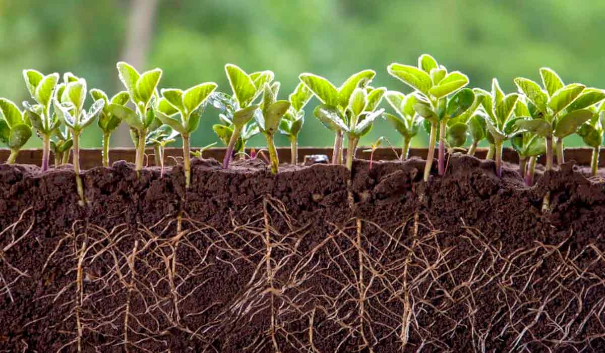 Um solo bem estruturado e com quantidade ideal de nutrientes e matéria orgânica é essencial para o bom desenvolvimento das plantas e para a boa produtividade agrícola