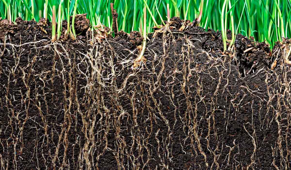 Solo bem estruturado permite boa formação de raízes