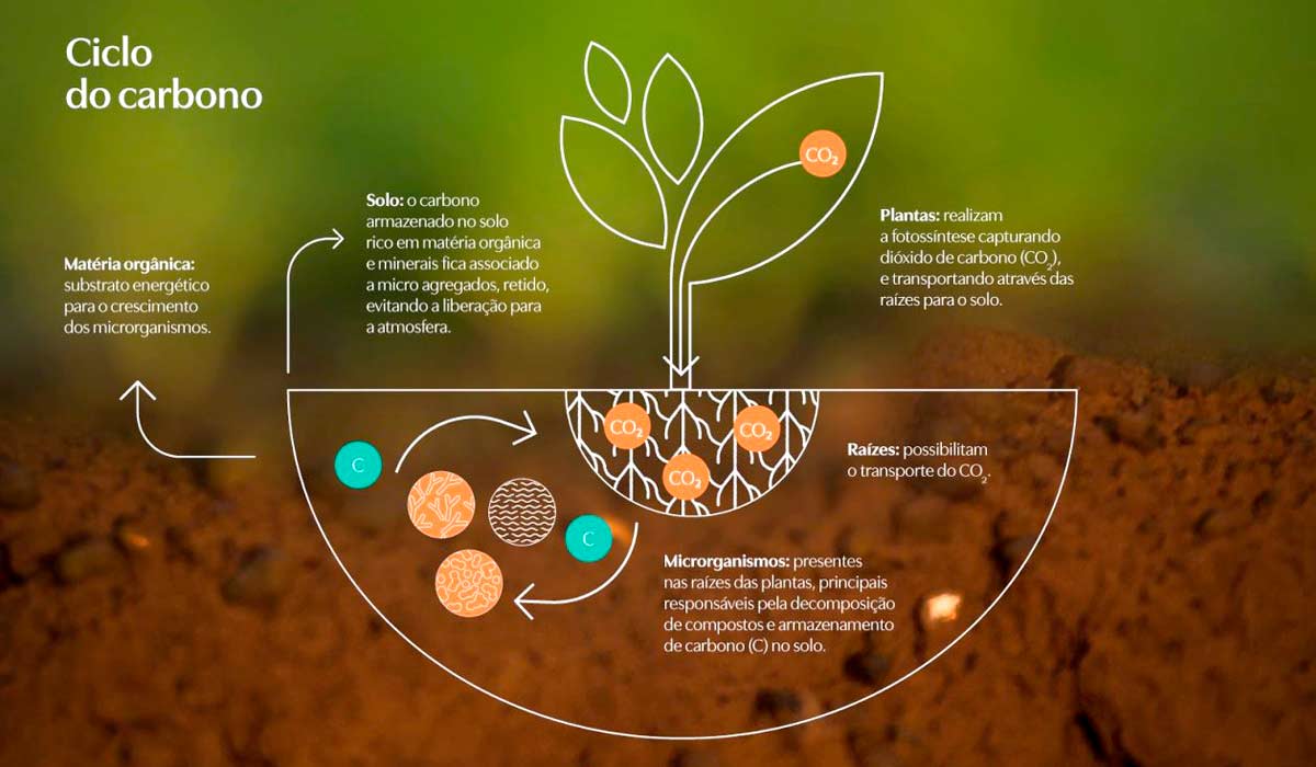 Ciclo do carbono