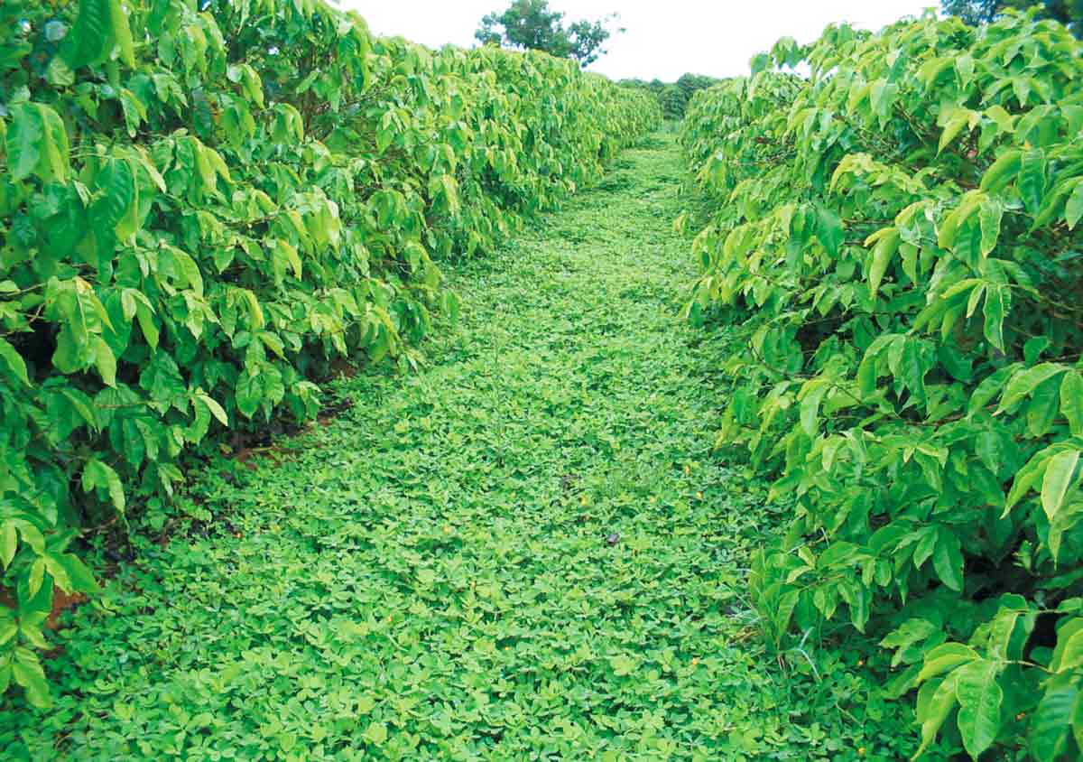 Cobertura do solo no controle de plantas daninhas do café