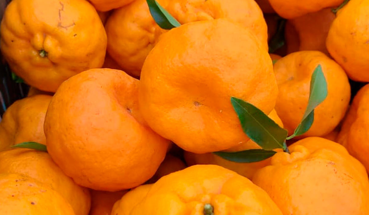 Tangerinas Ponkan - Foto: Antônio Carlos Simonetti/Simonetti Citrus