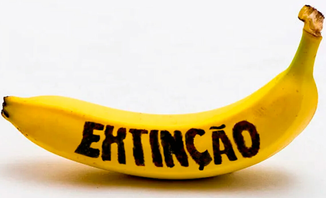 Banana em extinção