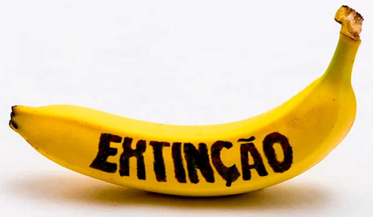 Banana em extinção