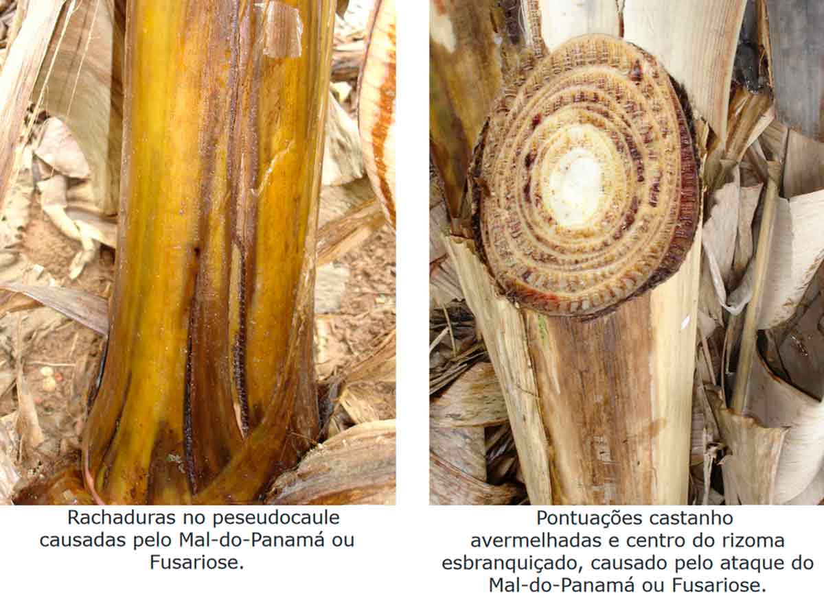 Rachaduras no peseudocaule e pontuações castanho avermelhadas e centro do rizoma esbranquiçado