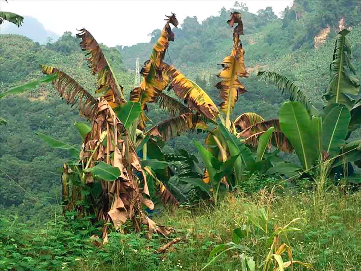 O Vale de Chira, no Peru – uma das principais regiões para o cultivo de bananas orgânicas – é uma área que está sendo seriamente afetada pela temida murcha de Fusarium - Foto: WUR