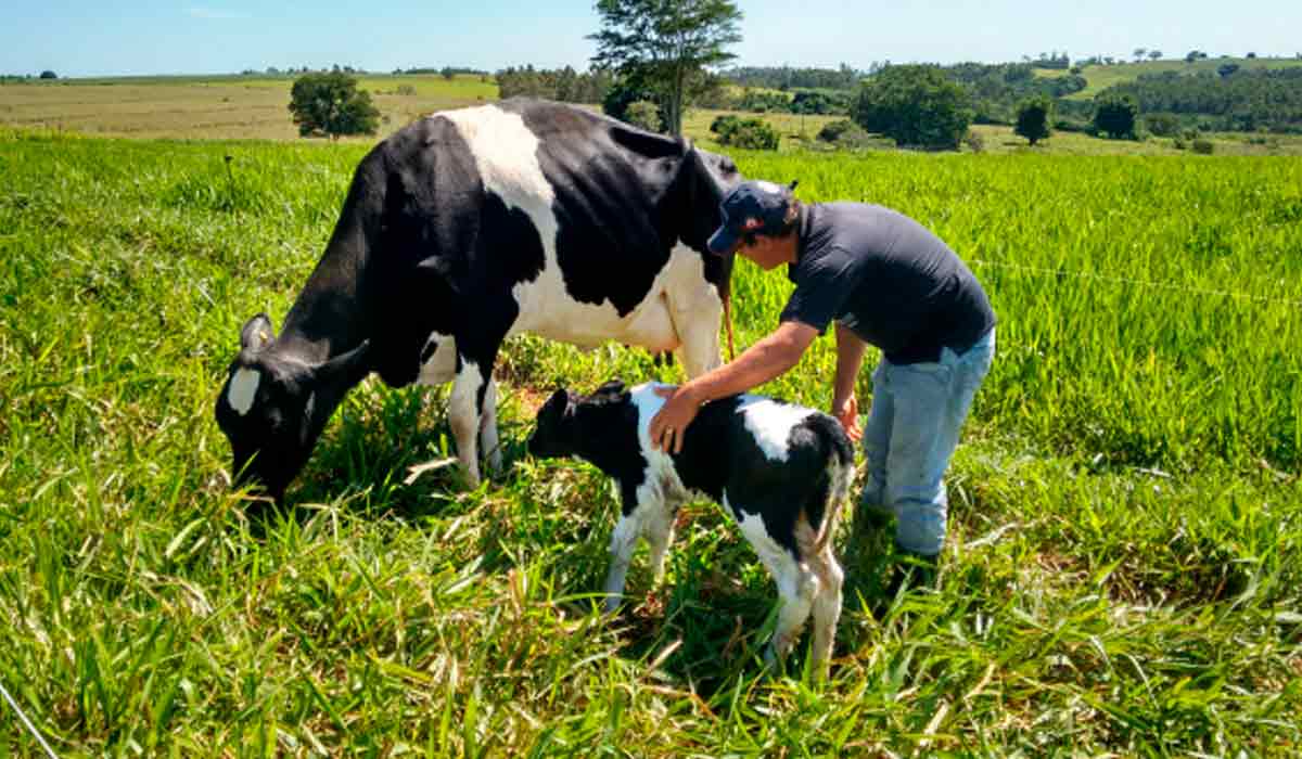 Áreas planas que eram de pasto para pecuária foram arrendadas para a agricultura