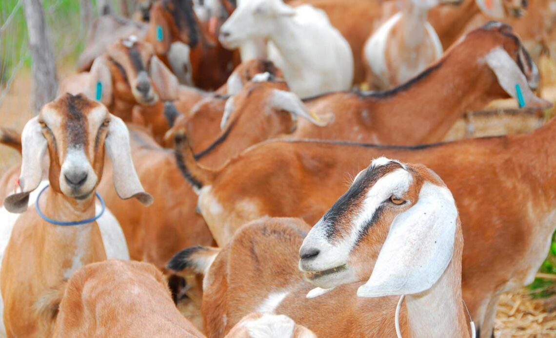 Cabras anglo nubianas