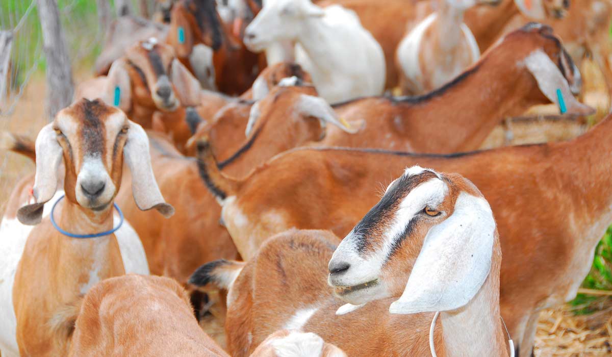 Cabras anglo nubianas