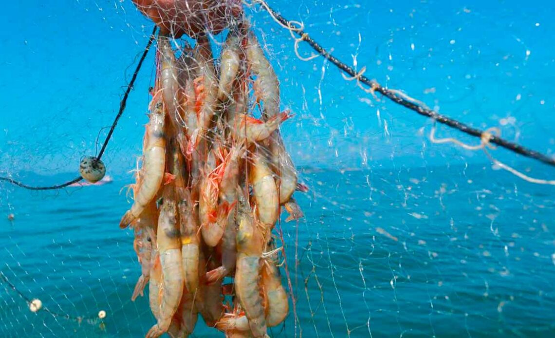 Pesca do camarão