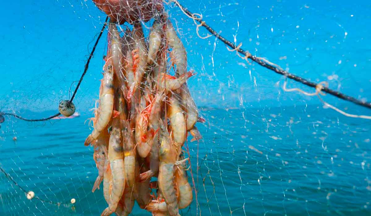 Pesca do camarão