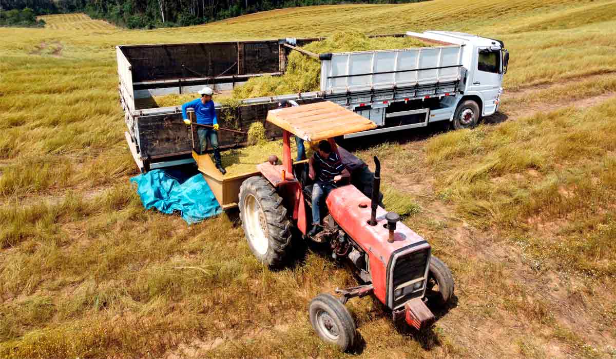 Transbordo da colheita para o caminhão em direção ao beneficiamento - Foto: Ari Dias/AEN-Agência de Notícias do Paraná