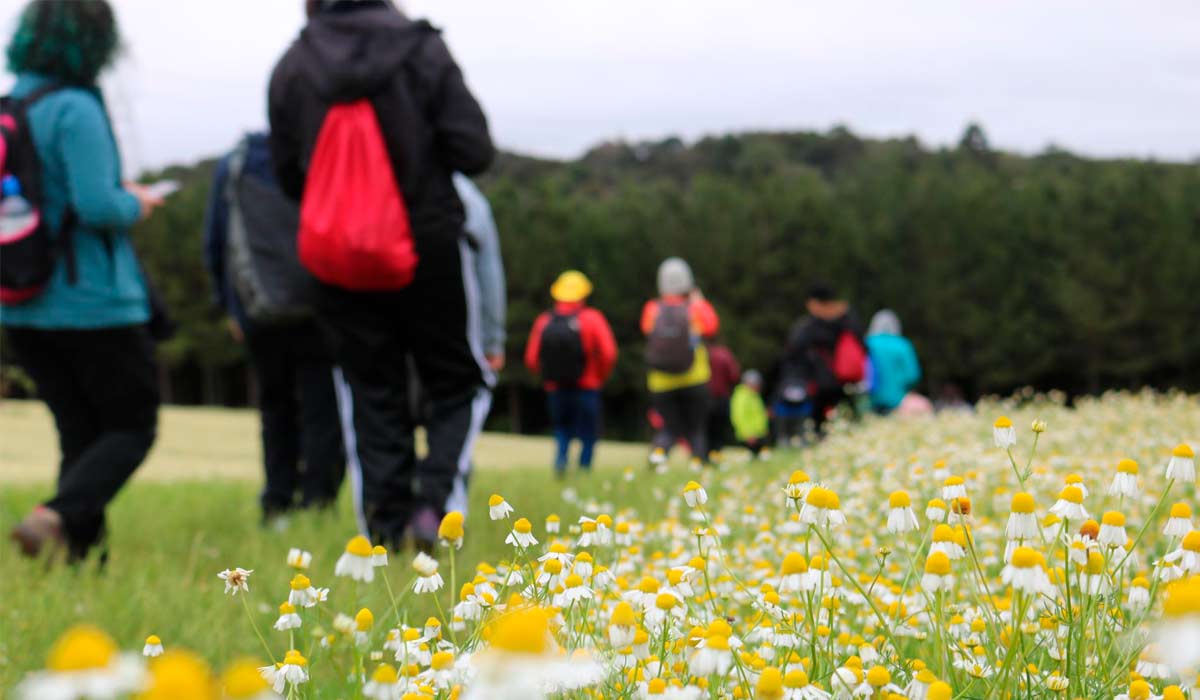 Roteiro das Camomilas - Além de movimentar a economia, os campos floridos de camomila também são palco de caminhadas e incentivam o turismo