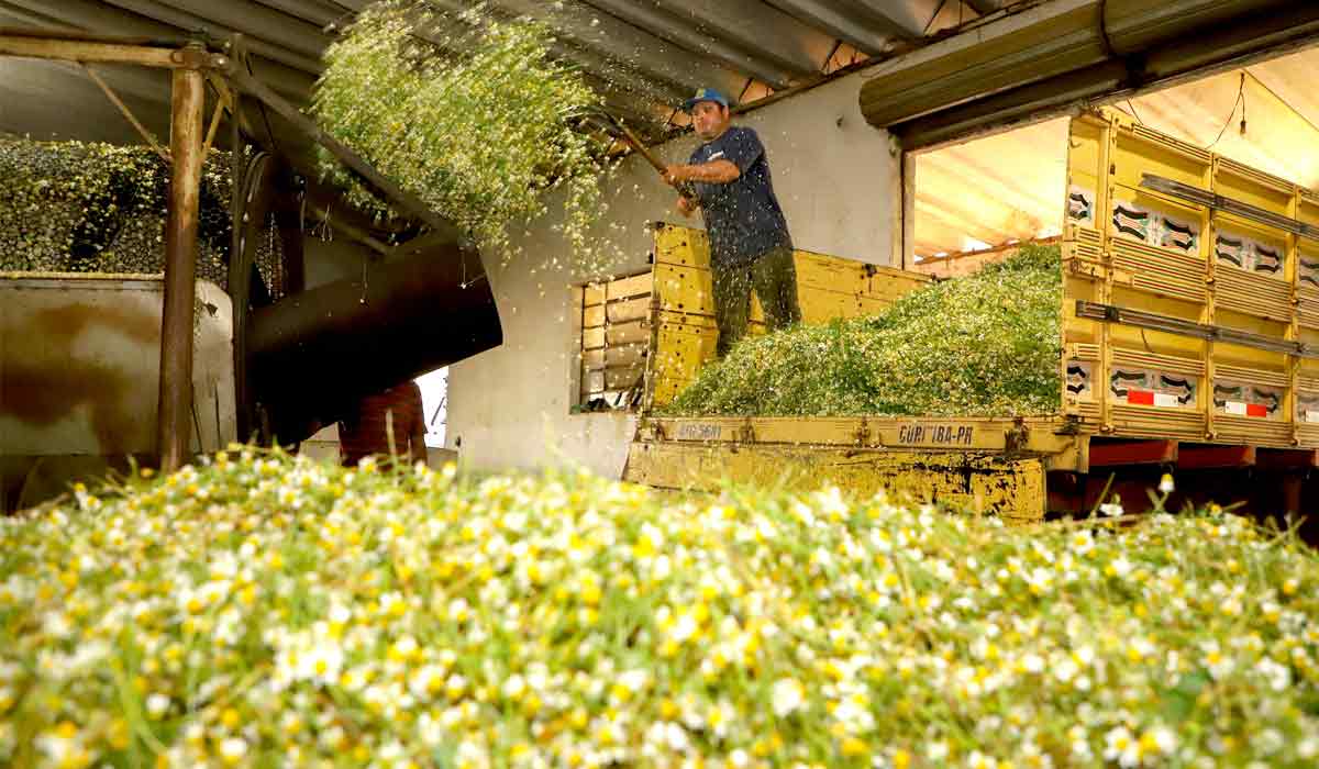 Descarregando a camomila colhida para beneficiamento - Foto: Ari Dias/AEN-Agência de Notícias do Paraná