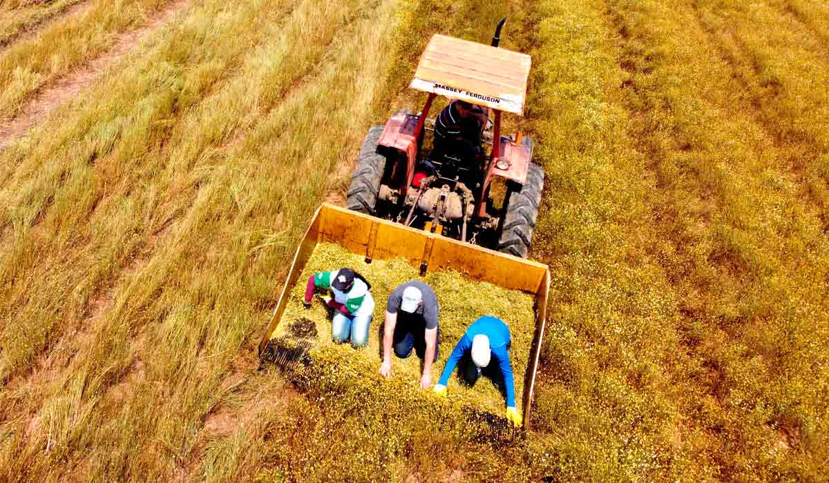 Colheita mecânica da camomila - Foto: Ari Dias/AEN-Agência de Notícias do Paraná