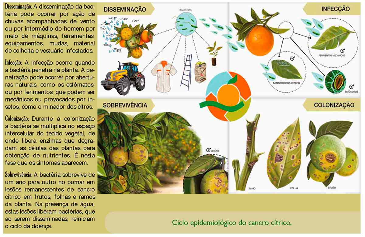 Ciclo epidemiológico do cancro cítrico