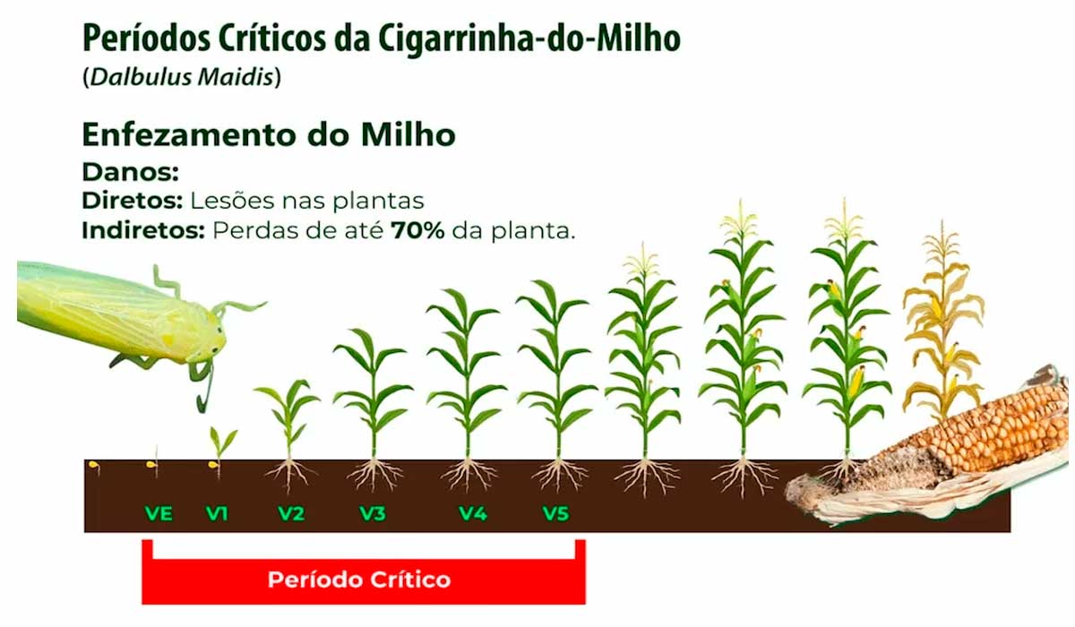 Período crítico da cigarrinha do milho