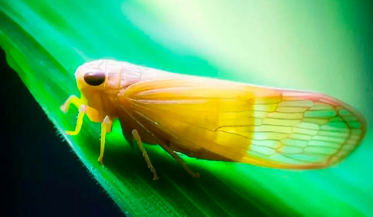 Cigarrinha do milho (Dalbulus maidis)