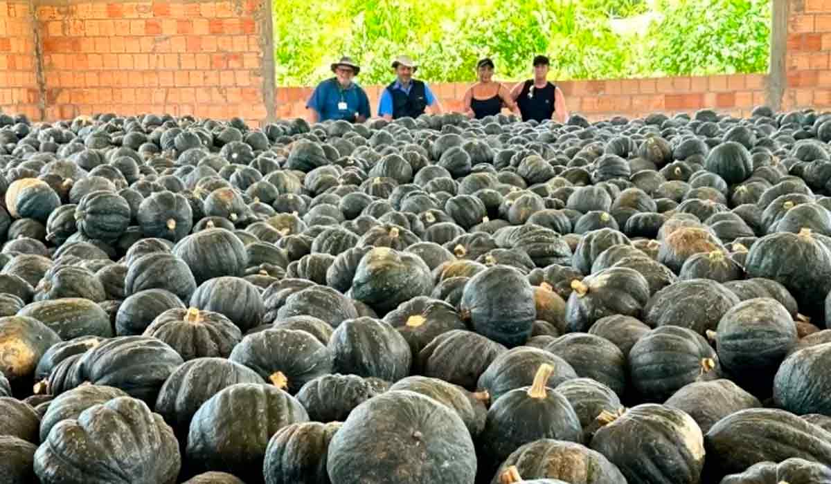 Abóboras colhidas na Fazenda Malunga