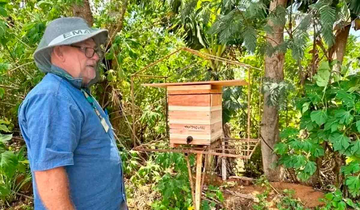 O técnico da Emater-DF Carlos Morais com uma das colmeias de abelhas sem ferrão da espécie Mandaguari (Scaptotrigona postica)