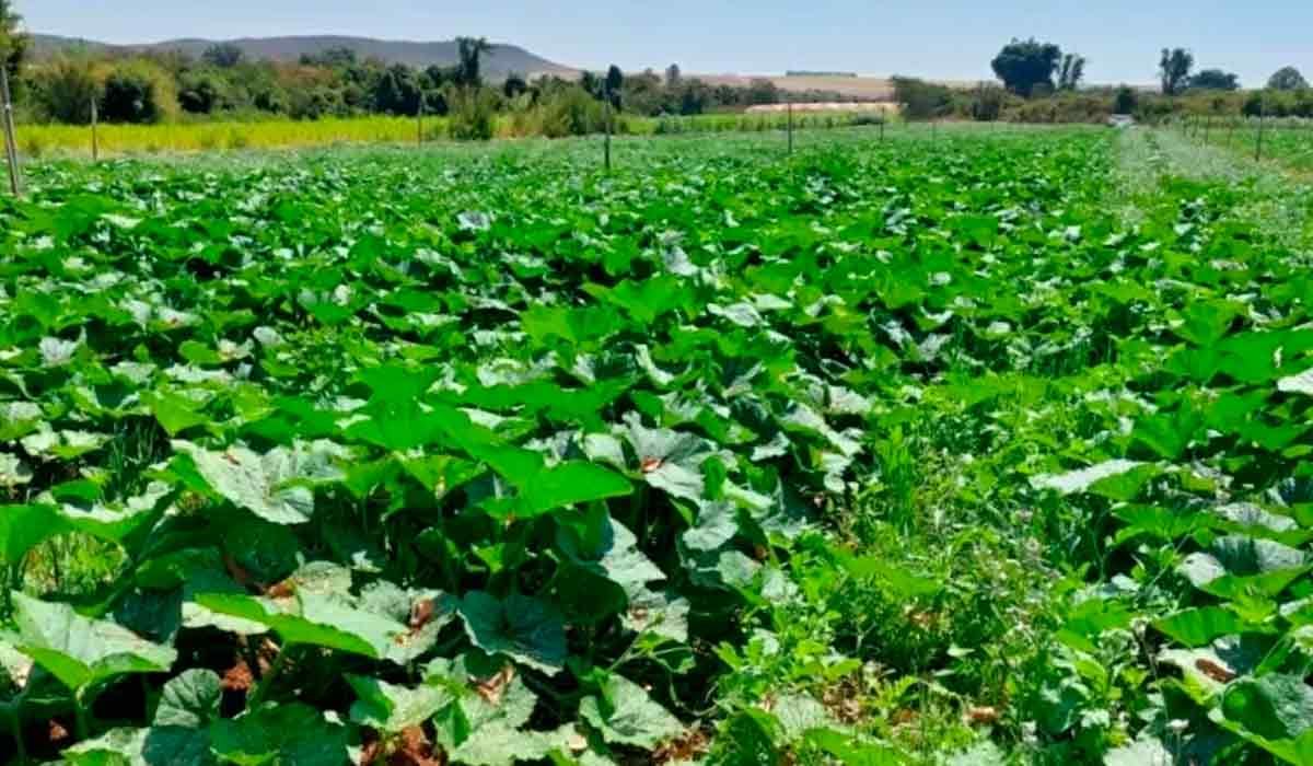 Lavoura de abóboras da Fazenda Malunga