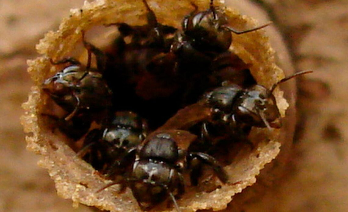 Entrada de uma colônia de abelha mandaguari (Scaptotrigona postica)