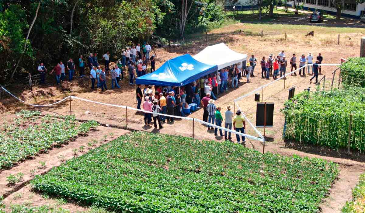 Dia de campo da Embrapa é a oportunidade de disseminação de tecnologias ao produtor rural