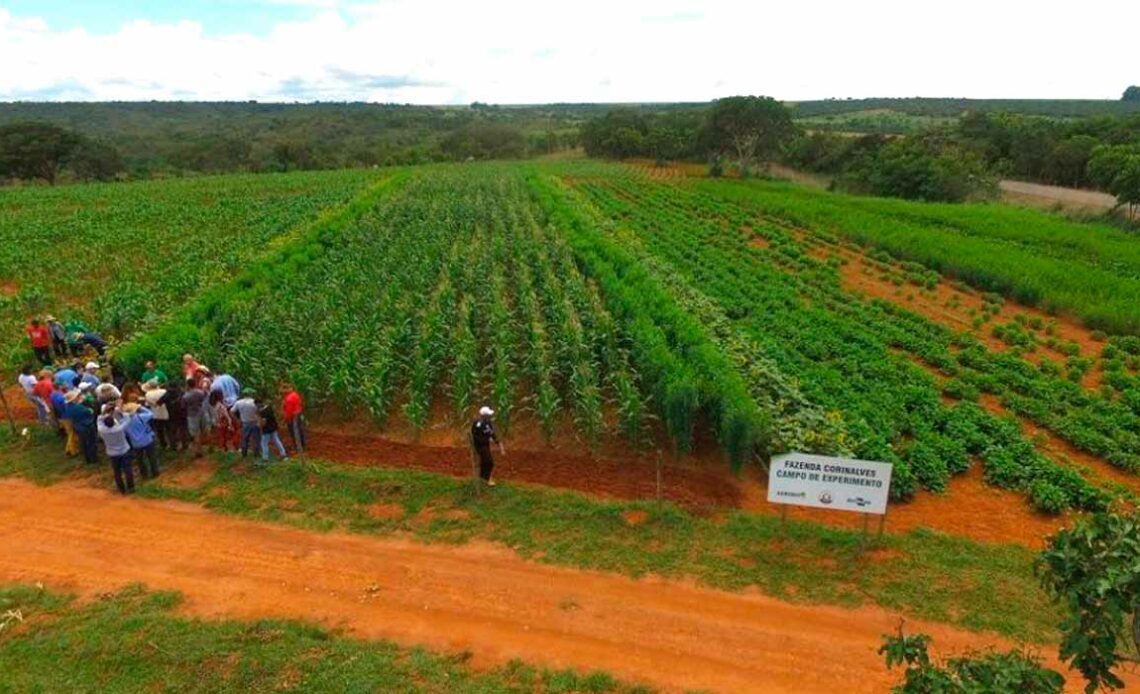 Corredor agroecológico da Fazenda Corinalves - o plantio é feito em faixas e os cultivos são consorciados, obedecendo os critérios definidos de acordo com a função das plantas no sistema e das plantas vizinhas